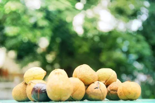 千年神树开花结果,千年神树