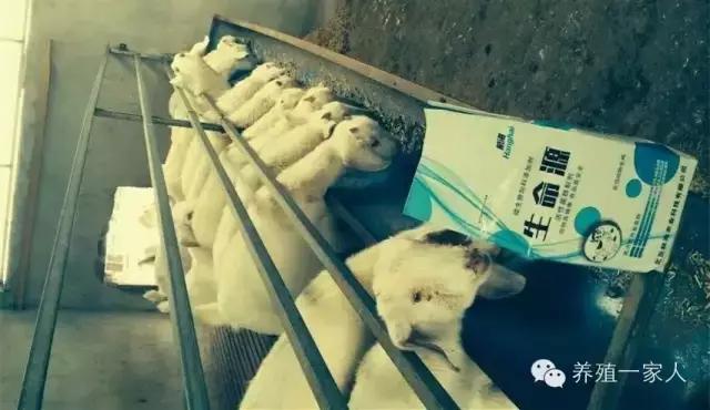 从外拉羊出现应激怎么办？处理方案及操作规程！