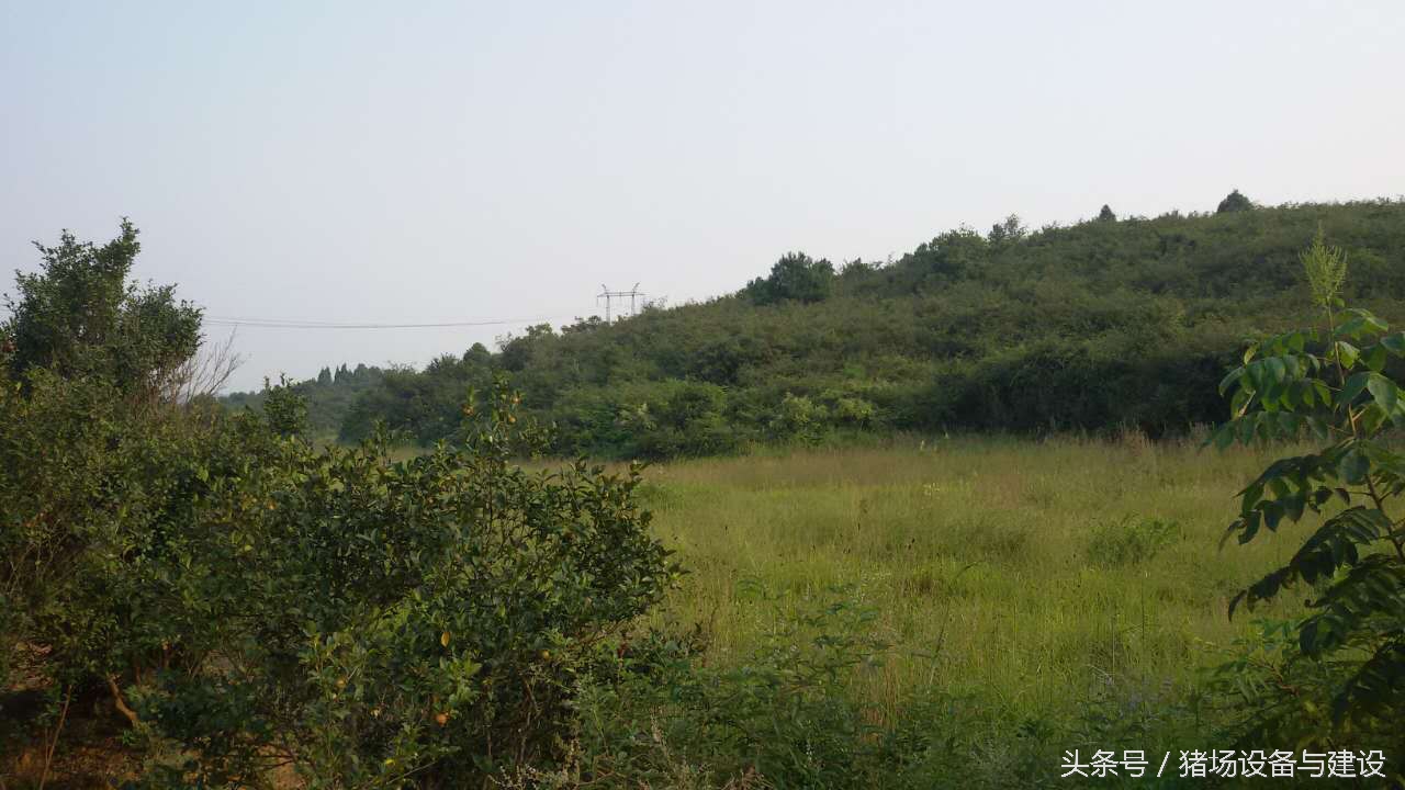 300头小规模猪场建设视频,300头养猪场设计图