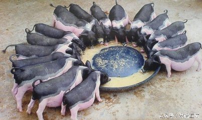 猪呼吸道病怎么治疗效果最好,猪呼吸道病怎么治疗最好