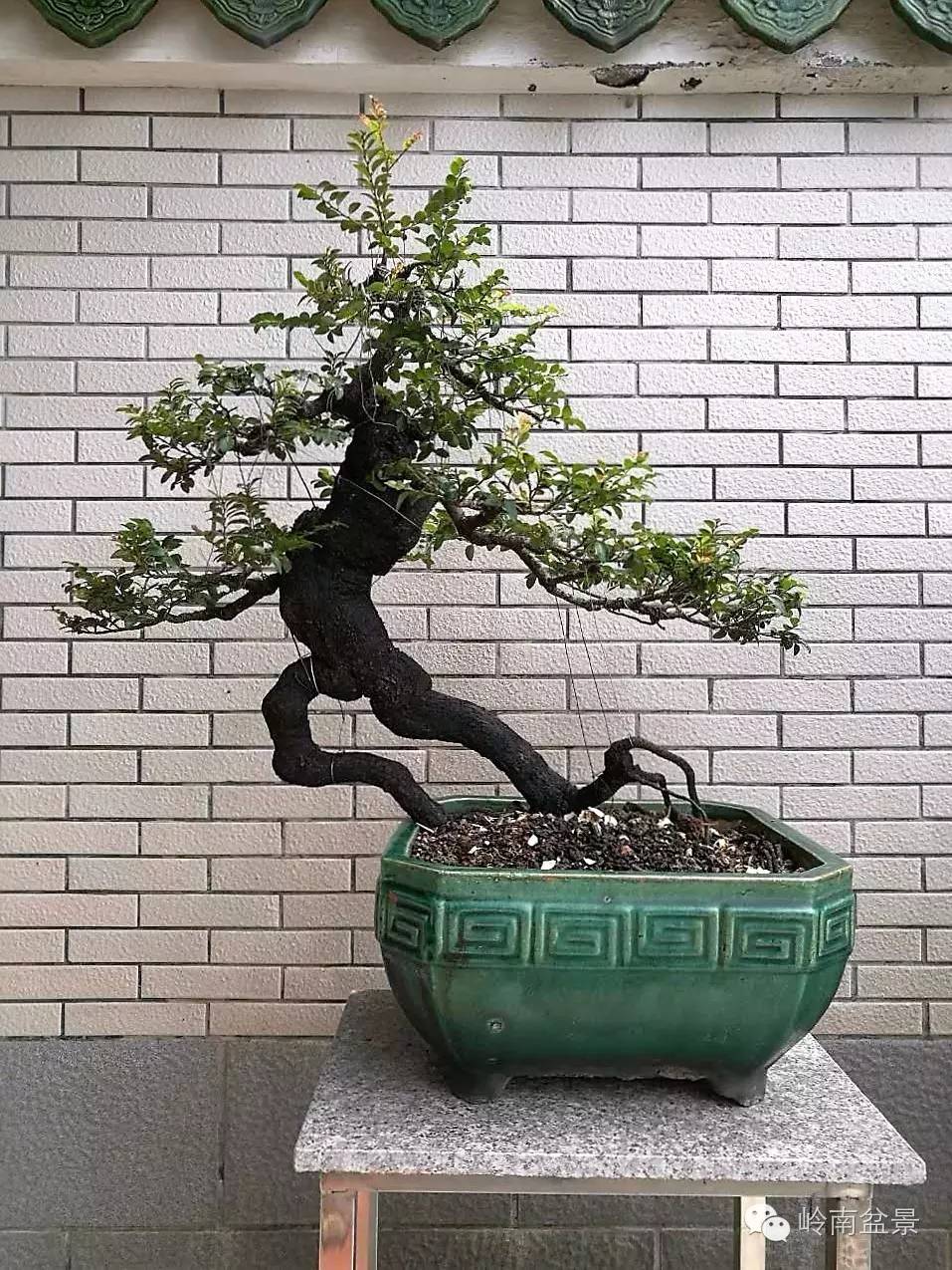 大型艺术盆景作品,岭南悬崖盆景作品欣赏