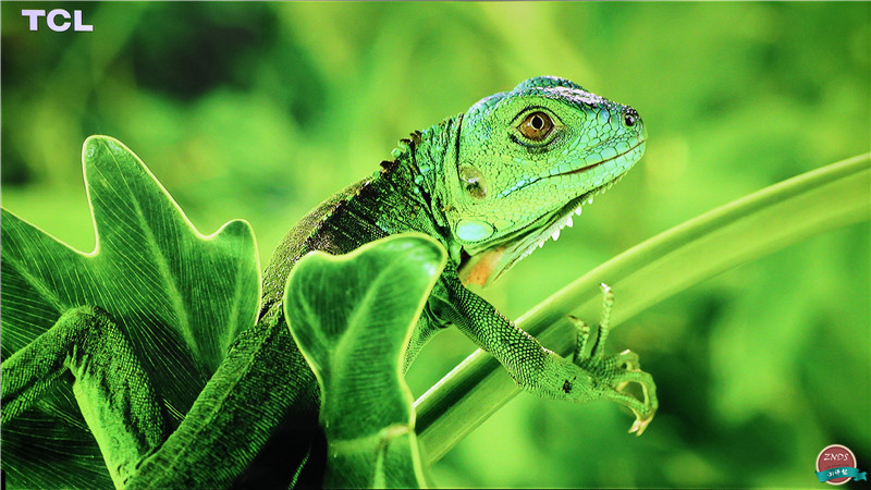 高颜值，大内存！全能影音小霸王—开博尔芒果月光宝盒X5评测