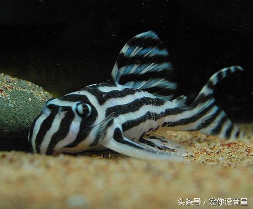 怎么不让鱼得水霉病,如何才能让鱼不生病