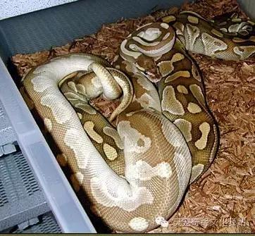 球蟒基因图鉴入门,变异球蟒图鉴