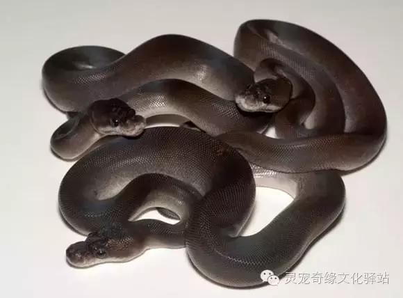 球蟒基因图鉴入门,变异球蟒图鉴