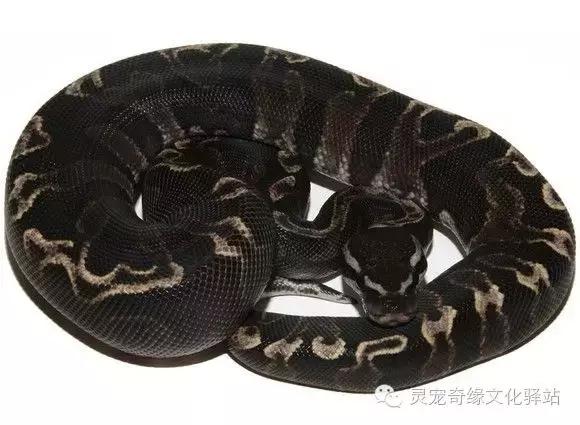 球蟒基因图鉴入门,变异球蟒图鉴