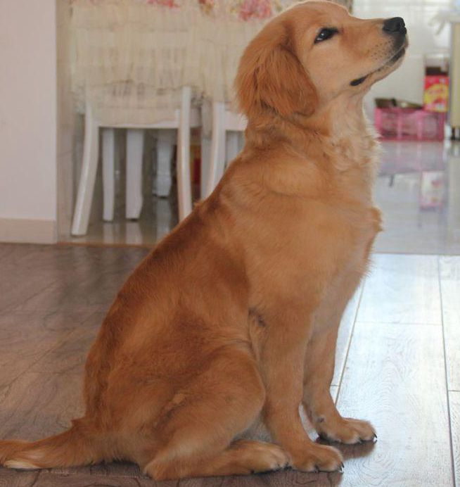 发现金毛爱咬人后，主人这样做帮它改掉坏习惯！