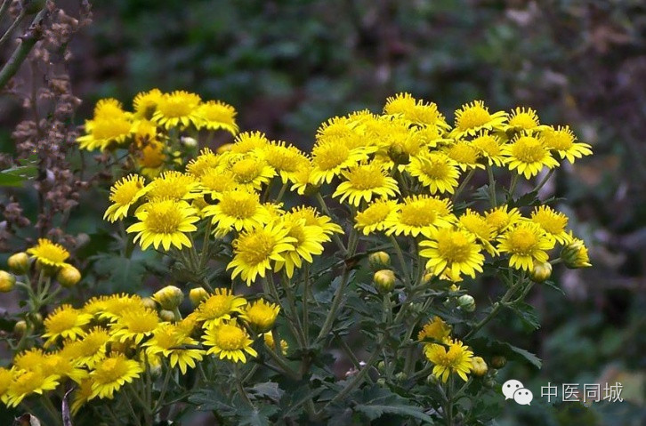 菊花清凉植物茶饮料,中药野生山菊花