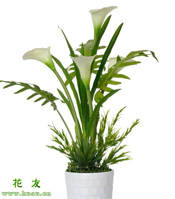 马蹄莲幼苗多长时间开花,鲜切马蹄莲如何让它开花