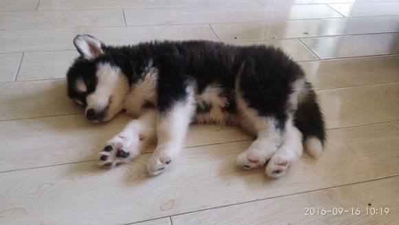 买回来的小阿拉斯加有皮肤病，治疗过程好漫长啊！