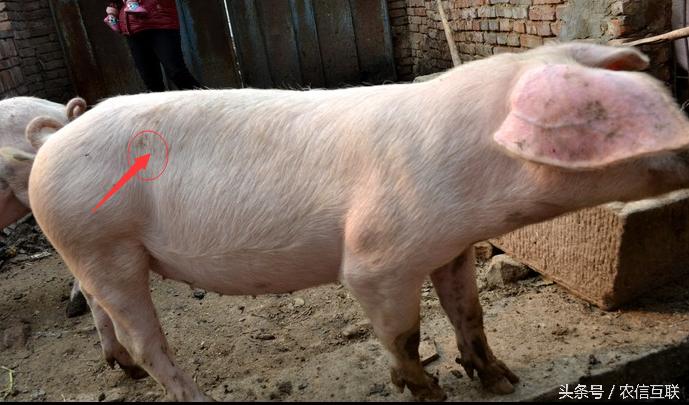 猪拉稀脱水严重，要救命这一针不可少！