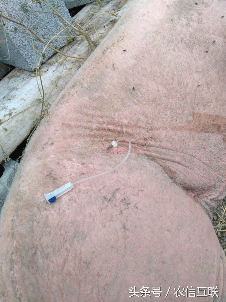 猪拉稀脱水严重，要救命这一针不可少！