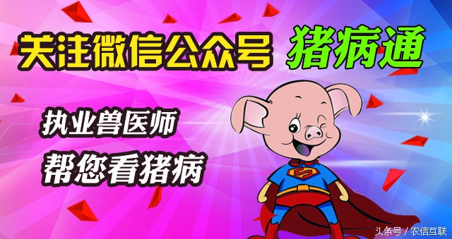 猪呼吸道病怎么治疗效果最好,猪呼吸道病怎么治疗最好