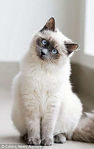 “盆景猫”这种虐猫网站为什么关不掉？！