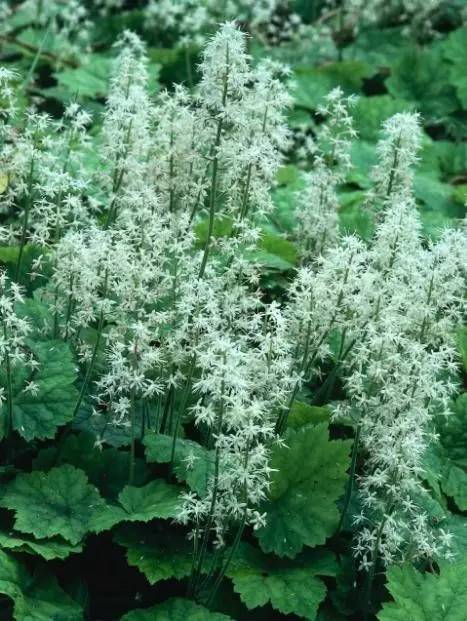 15个高颜值花园庭院设计,冬日无阳光的后花园庭院设计