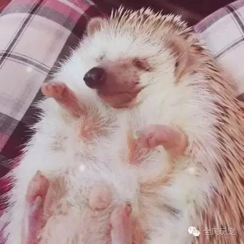 养过土狗的人都知道什么,养过狗的人都会知道的秘密