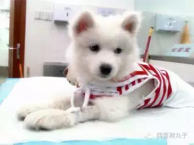 为什么狗狗打完疫苗就招虫,狗狗打完疫苗为什么像疯了一样