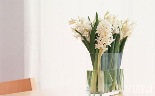 风信子水培开完花后处理流程,水培风信子开花后种球怎么处理