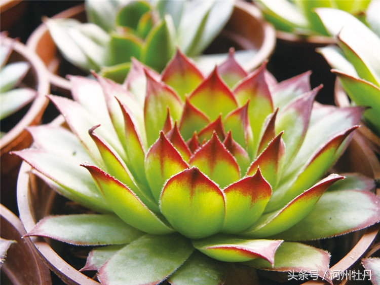 河州牡丹—佛坐莲花，新鲜雅致