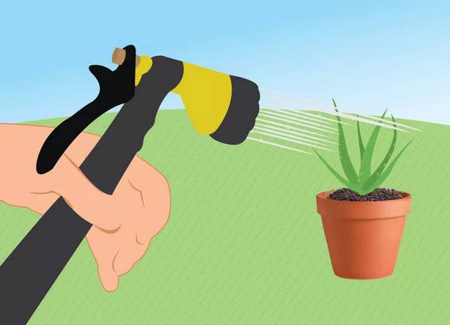 芦荟花烂根还能救活吗,如何救活蔫巴的芦荟