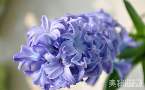 风信子水培开完花后处理流程,水培风信子开花后种球怎么处理