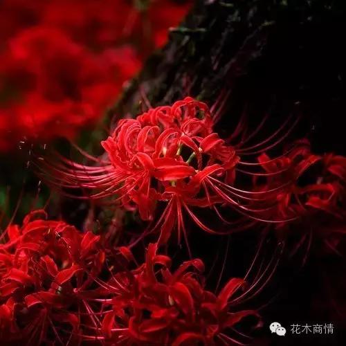 你是苗木“老司机”？这些名字好听又漂亮的花木你认识几种？