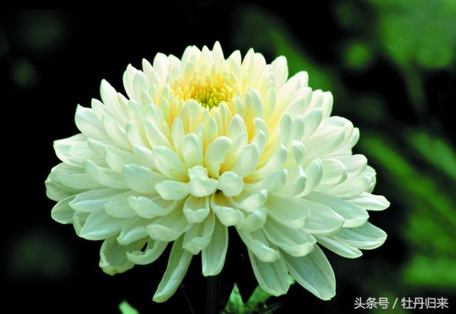 中国的十大国花中有没有彼岸花,十大国花是哪几种花