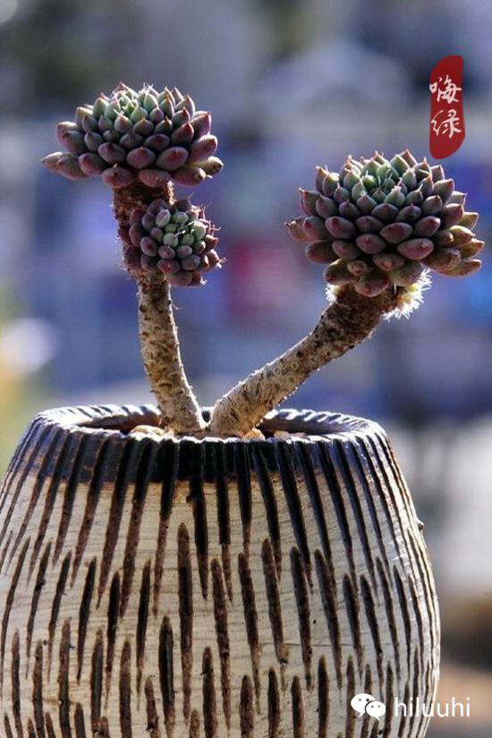 怎么可以这么美图片,漂亮韩国多肉