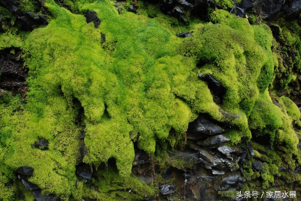 家居水景之苔藓养护关注事项及常见问题