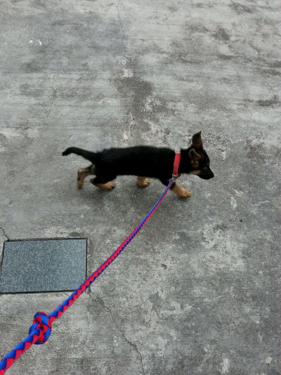 一个月的德牧为什么那么瘦,德牧什么表现是笨狗