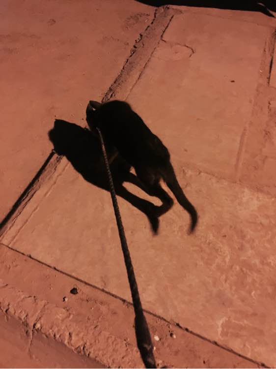 一个月的德牧为什么那么瘦,德牧什么表现是笨狗