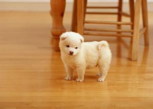 小奶狗的成长全部视频,流浪奶狗的成长经历