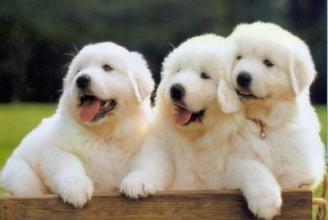 小奶狗的成长全部视频,流浪奶狗的成长经历