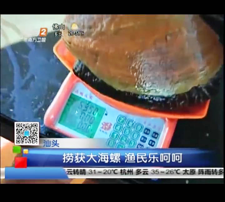 红螺也叫椰子涡螺，潮州旧志称其“壳红肉劲”，很考较厨师的工夫