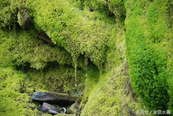 家居水景之苔藓养护关注事项及常见问题