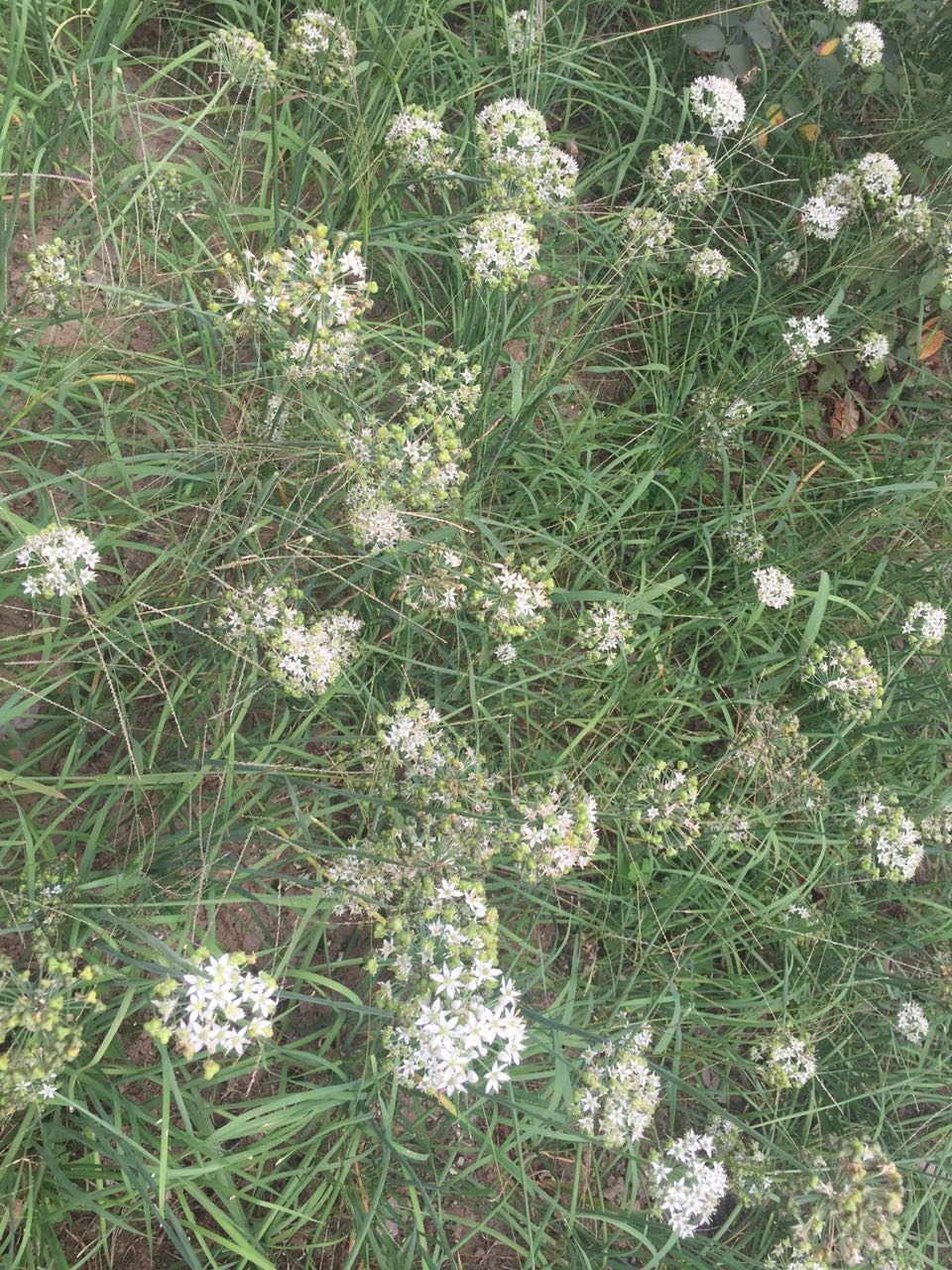 韭菜开的花,韭菜里面的花