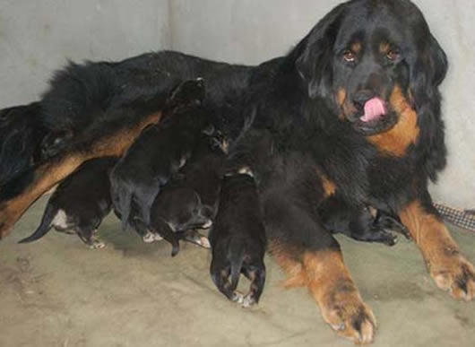 藏獒的孕期是多久,藏獒生崽全过程