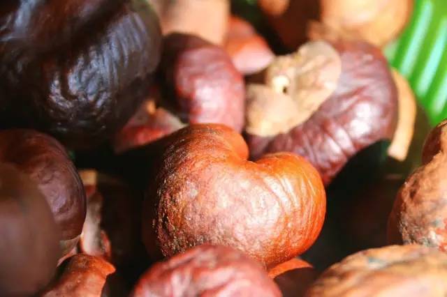 千年神树开花结果,千年神树