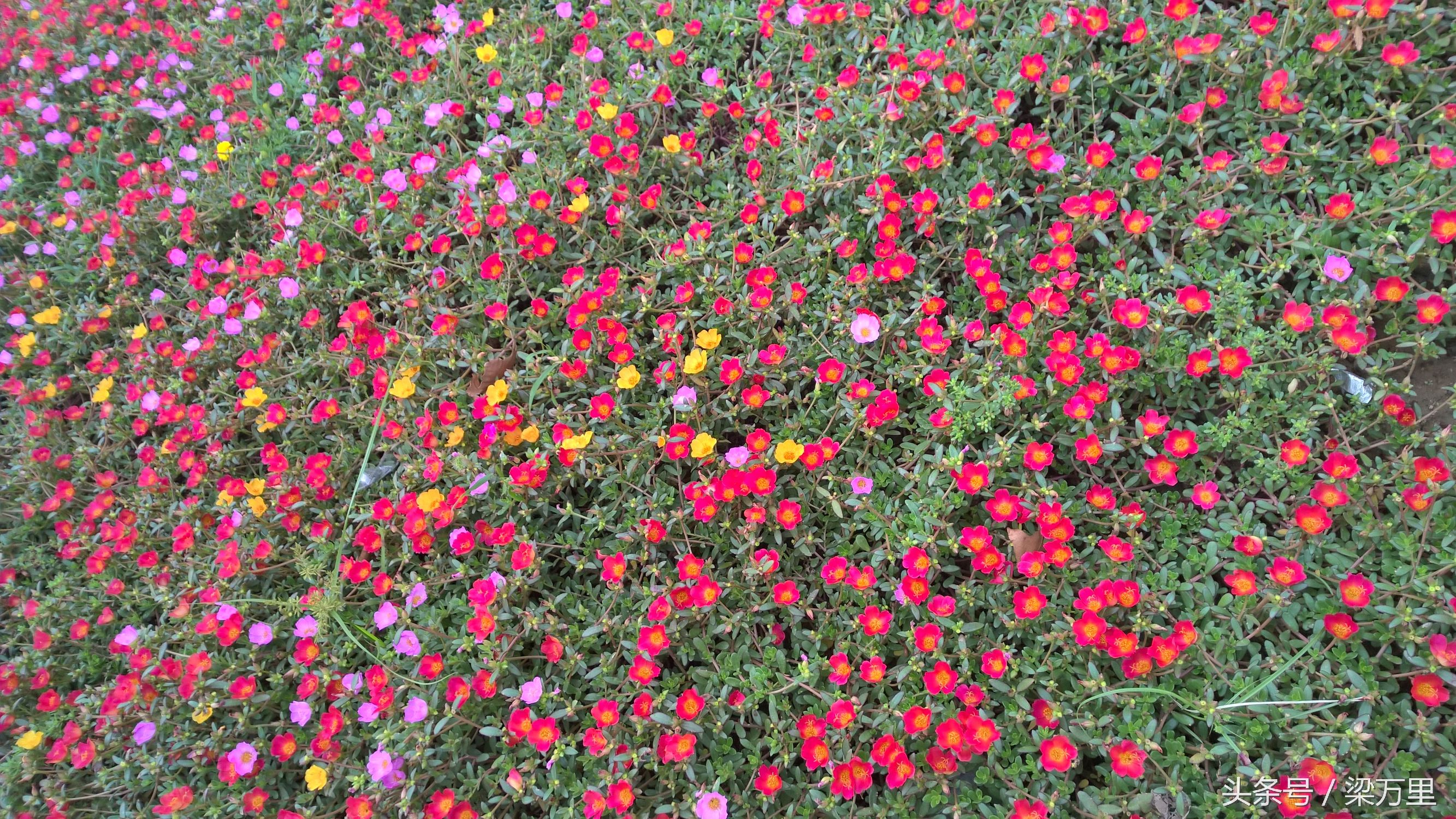 诺基亚lumia930测评,诺基亚lumia1020和930拍照对比