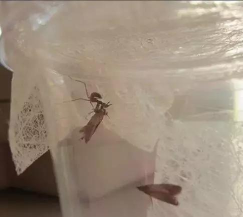 大米保管箱防虫,大米防虫不开袋