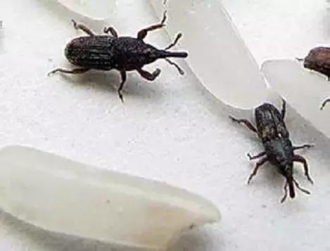 大米保管箱防虫,大米防虫不开袋