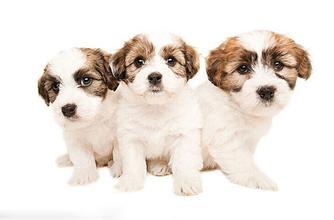 小奶狗的成长全部视频,流浪奶狗的成长经历