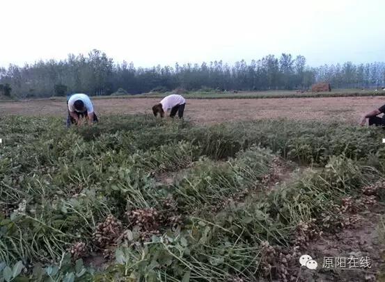 来原阳锄落生、梆玉蜀黍吧！