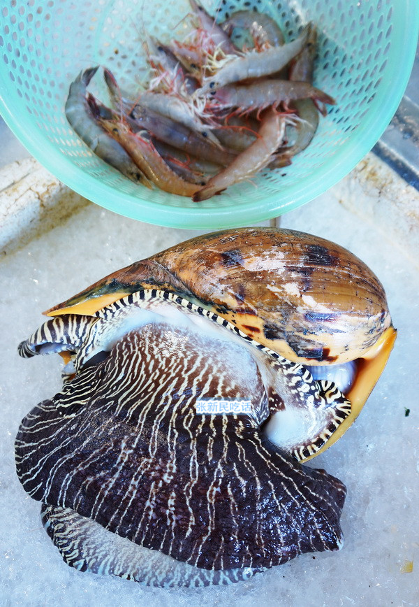 红螺也叫椰子涡螺，潮州旧志称其“壳红肉劲”，很考较厨师的工夫