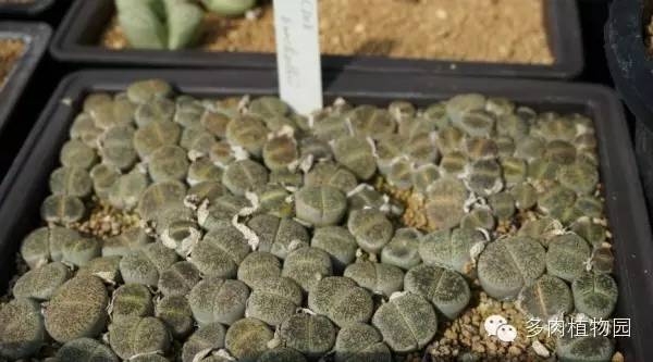 边走边看日本番杏之王DTさん多肉大棚