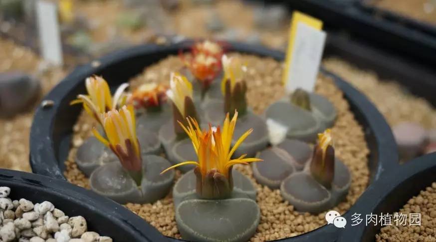 边走边看日本番杏之王DTさん多肉大棚