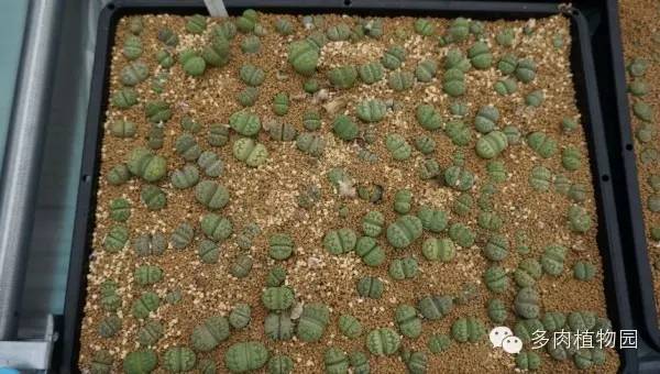 边走边看日本番杏之王DTさん多肉大棚