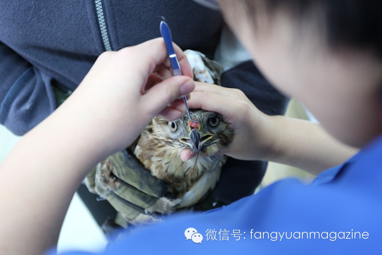 猛禽行程,400多万猛禽