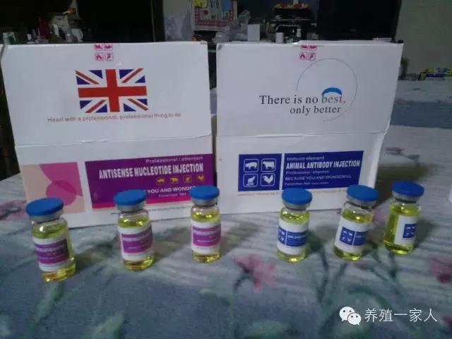 从外拉羊出现应激怎么办？处理方案及操作规程！