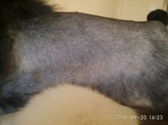 买回来的小阿拉斯加有皮肤病，治疗过程好漫长啊！